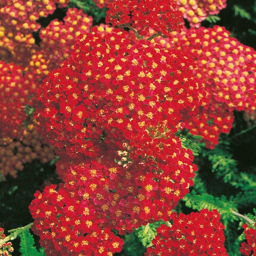 Achillea paprika rhs award - rhs,