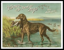 CHESAPEAKE BAY RETRIEVER