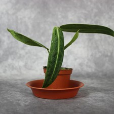 Anthurium Warocqueanum
