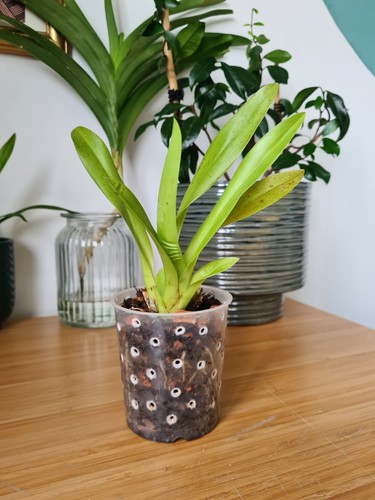 Odontoglossum oncidium - odontoglossum,