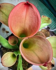 Heliamphora exappendiculata