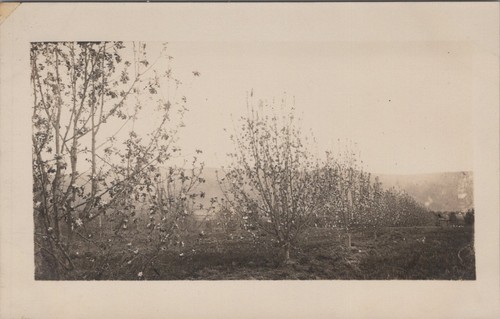 Rppc orchard landscape with - orchard,