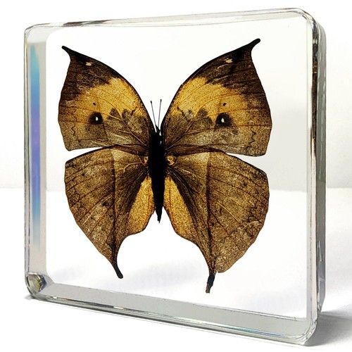 Dead leaf butterfly resin - butterfly,