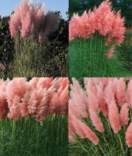 Cortaderia Rosea Pink Pampas Grass Extra Large Plant 3-4ft in a 7.5 Litre Pot