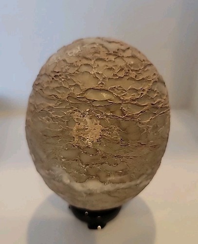 Dinosaur egg fossilized - egg,
