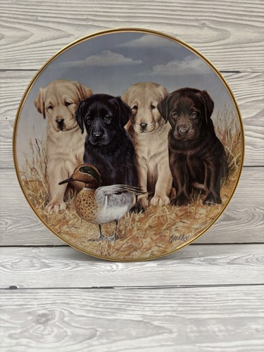 Labrador dog porcelain plate - labrador,
