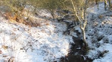 Photo 6x4 Fairydean Burn