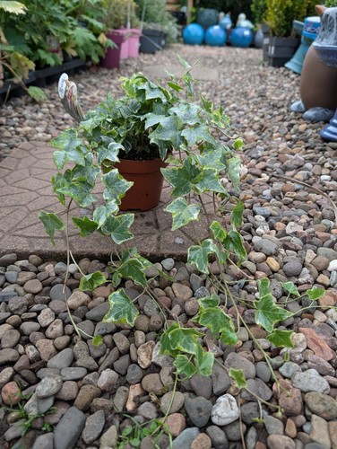 Hedera helix variegata 12 - 'variegata',