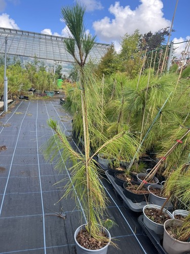 Yunnan pine conifer tree - conifer,