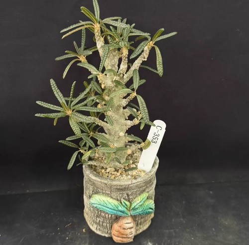 Pot 8cm live - 8cm, plant