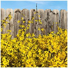 1 x Forsythia intermedia