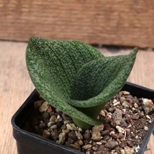 D7295 MASSONIA PUSTULATA