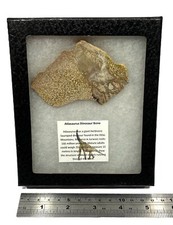 ATLASAURUS DINOSAUR BONE Slice