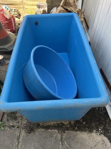 Koi carp tank 100 gallon - carp,
