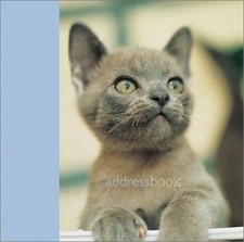 Kitten at Play (Mini Address