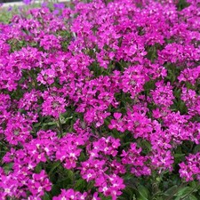 Arabis Barranca Pink Evergreen