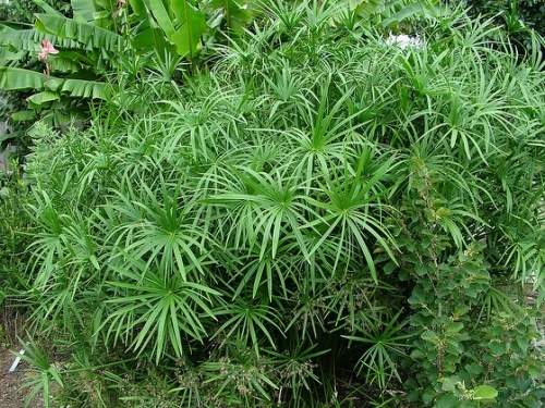 Umbrella palm pond plants - plants, /
