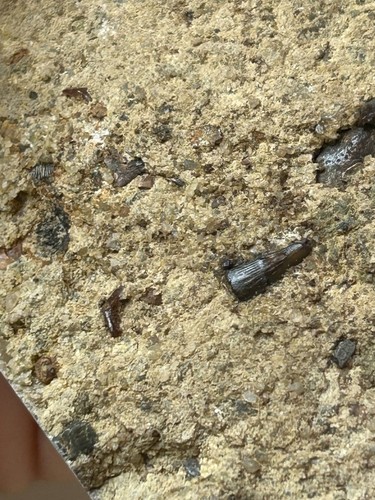 Fossil fish tooth shark teeth - tooth,,