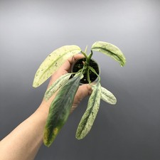 Epipremnum Giganteum Marble