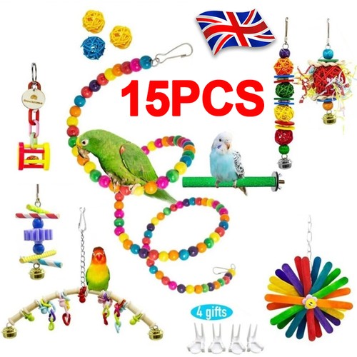 Pet bird parrot - pet, parakeet