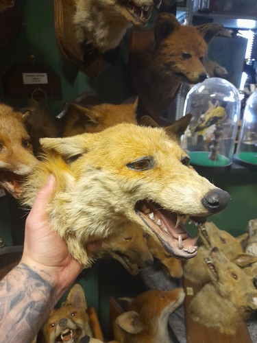 Bargain peter spicer taxidermy - peter,