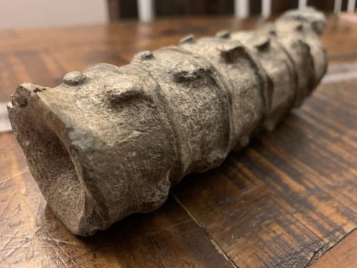 Ichthyosaur vertabrae bones - vertabrae,