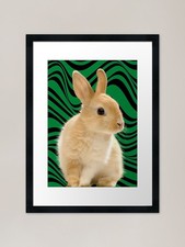 Netherland Dwarf Rabbit Framed