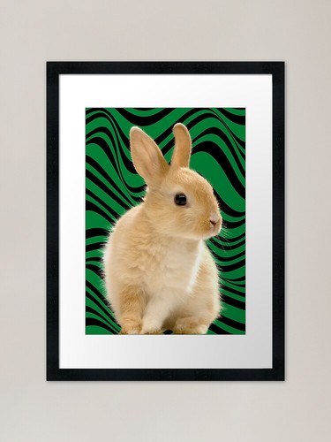 Netherland dwarf rabbit - rabbit, framed