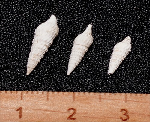 Eocene gastropod tripia - gastropod,
