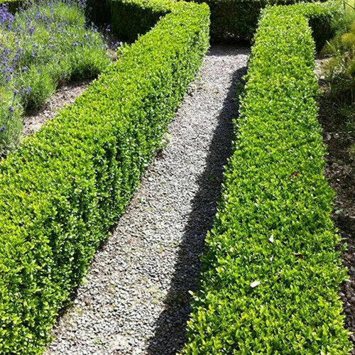 Buxus hedging perennial shrub - buxus,
