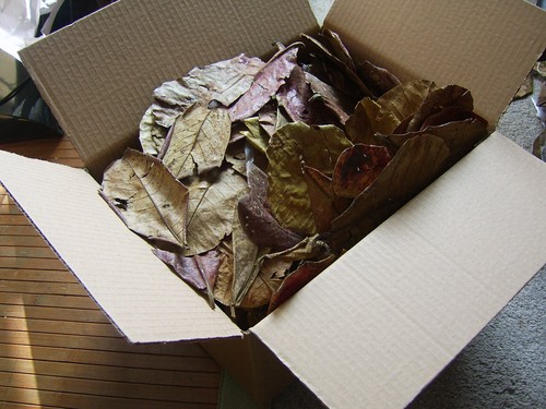 Indian almond leaves - leaves, 250g