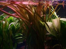 Vallisneria spirals red - spirals,