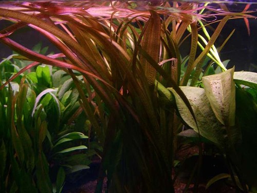 Vallisneria spirals red - vallisneria,