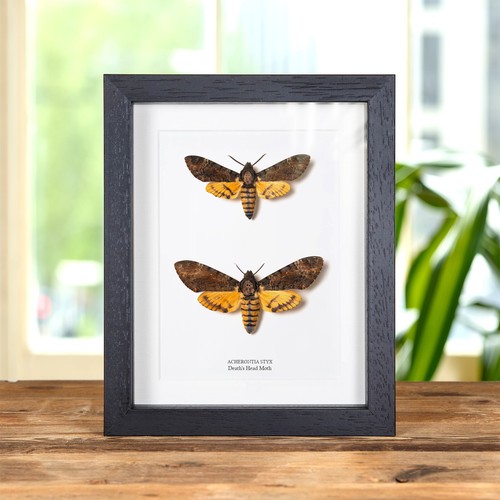 Death head moth - death's, &