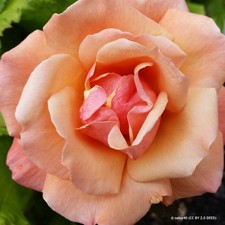 Peach Melba - Climbing Rose FREE NATIONWIDE DELIVERY