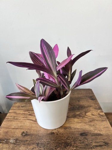 Tradescantia pink stripes - tradescantia,
