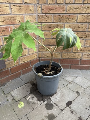 Tetrapanax papyrifer rex - tetrapanax,