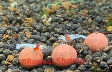 10 Mineral Balls for shrimp
