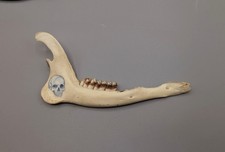 Skulls, Animal Skull, Decorated Jawbone, Gift, Gothic, Taxidermy, Curio, Oddity