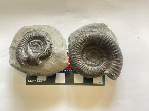 Dactylioceras ammonite pair - dactylioceras,