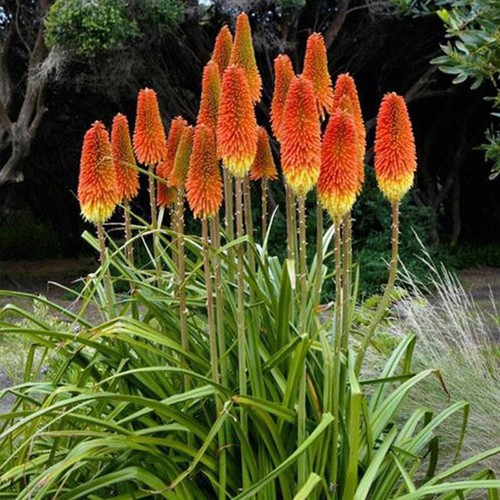 Red hot poker kniphofia - poker, (kniphofia