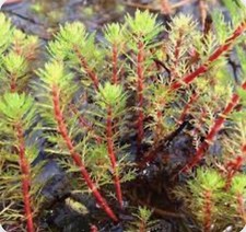 5X RED STEMMED PARROT FEATHER POND/AQUARIUM PLANT LONG STRANDS WITH WEIGHT