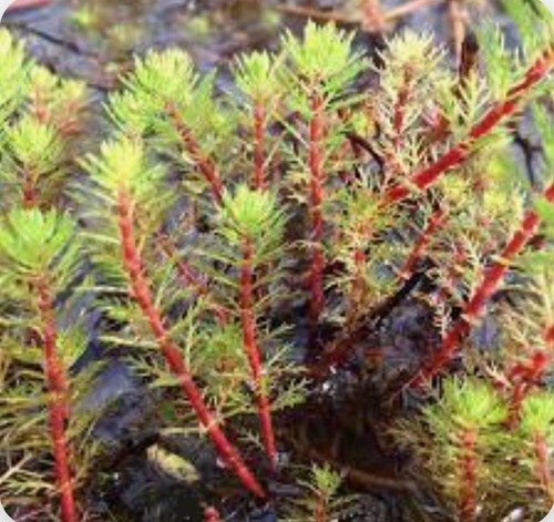 Red stemmed parrot feather - stemmed,