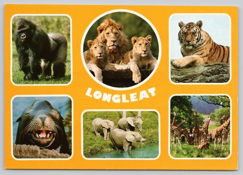 C42498 lions gorilla giraffes - c42498,