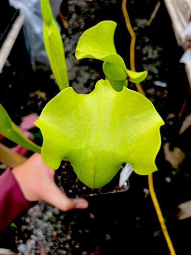 Sarracenia catesbaei large - sarracenia,