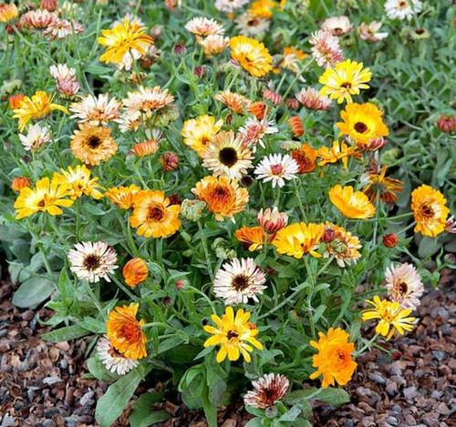 Calendula officinalis - calendula,