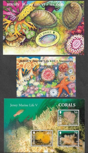 Marine life shells anemones - marine,