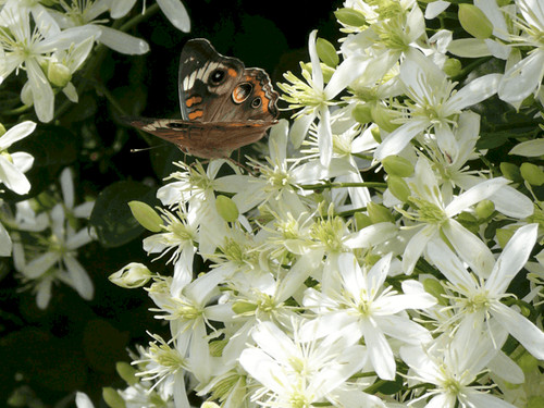 Sweet autumn white clematis - autumn,