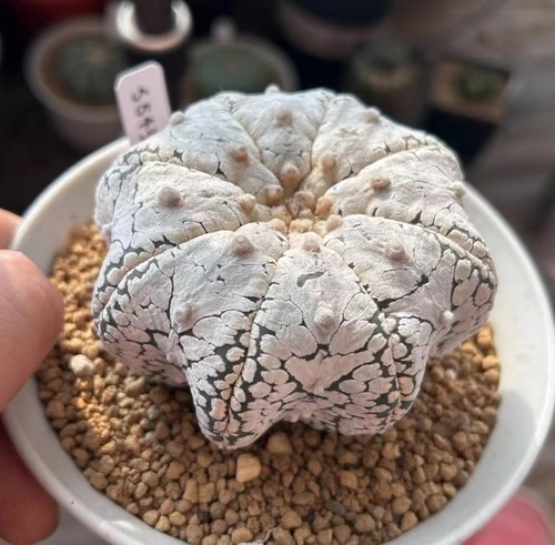 8cm sale cacti astrophytum - 8cm,