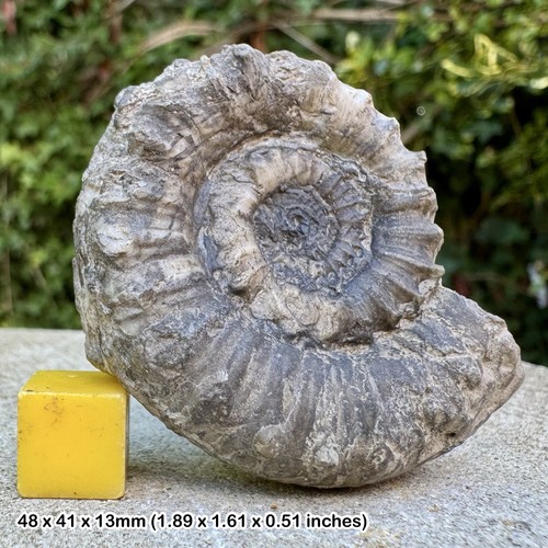 Rare apoderoceras ferox - apoderoceras,